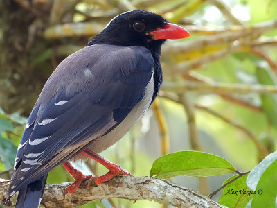 Red-billed Blue-Magpie - portrait - 2011