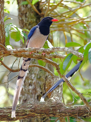 Red-billed Blue-Magpie - front view - 2011