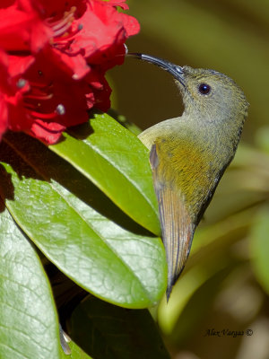 Green-tailed Sunbird - female - hiding