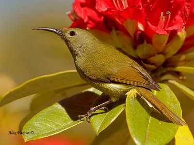 Green-tailed Sunbird - female