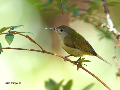 Green-tailed Sunbird - female - on the shade