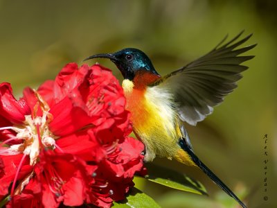 Green-tailed Sunbird - male - flapping