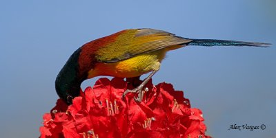 Green-tailed Sunbird - male - all the way in