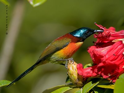 Green-tailed Sunbird - male - dipping