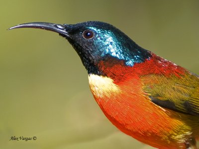 Green-tailed Sunbird - portraid