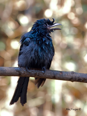 Greater Racket-tailed Drongo - 2011 - juvenile - calling