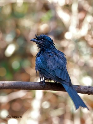 Greater Racket-tailed Drongo - juvenile - wet
