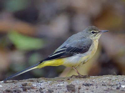 Grey Wagtail - sp 330