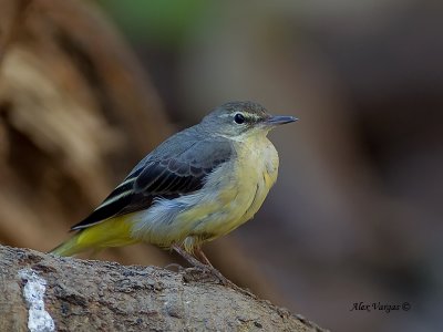 Grey Wagtail - non breed - 3
