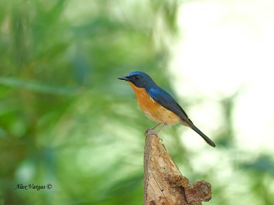 Hill Blue-Flycatcher - male - 2011 - far away
