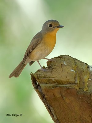 Hill Blue-Flycatcher - female - alert