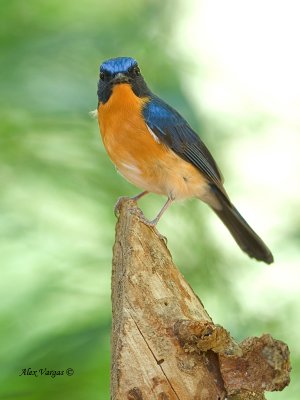 Hill Blue-Flycatcher - male - 2011 - me?