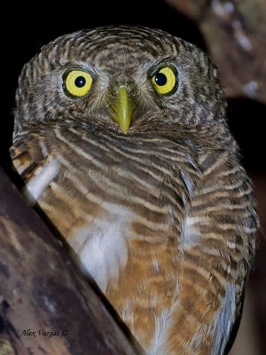 Asian Barred Owlet - 2011 - portrait