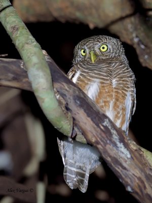 Asian Barred Owlet - 2011