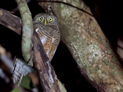 Asian Barred Owlet - 2011 - 2