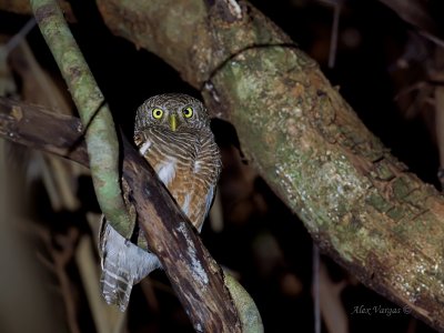 Asian Barred Owlet - 2011 - 3
