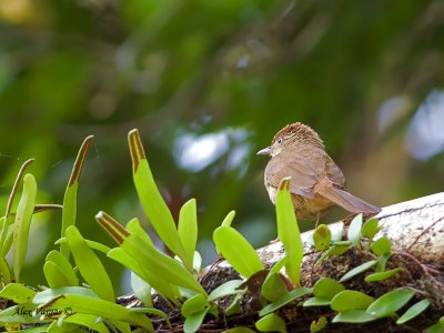 Buff-vented Bulbul - back view