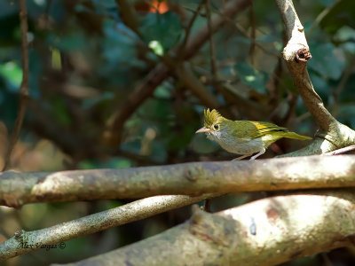 White-bellied Yuhina - 2011 - alert