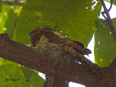Javan Frogmouth - nesting