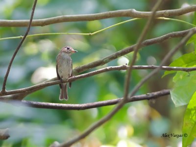 Brown-streaked Flycatcher - sp 335