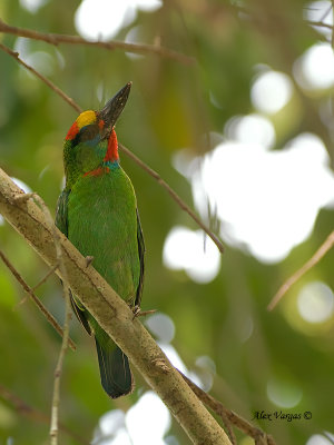 Red-throated Barbet - male - looking up