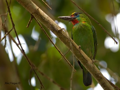 Red-throated Barbet - sp 335