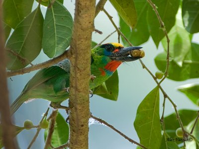 Red-throated Barbet - male - full mouth