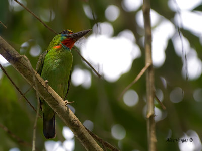 Red-throated Barbet - male - resting