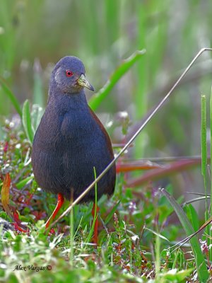Black-tailed Crake - 2011 - 2