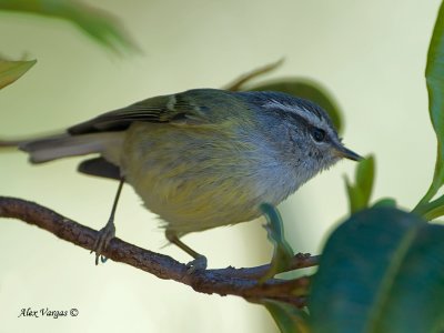 Ashy-throated Warbler - 2