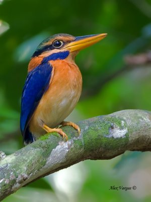 Rufous-collared Kingfisher - male - 4