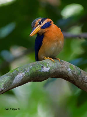 Rufous-collared Kingfisher - male - 2