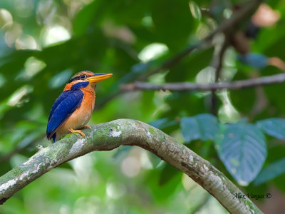 Rufous-collared Kingfisher - male - 5