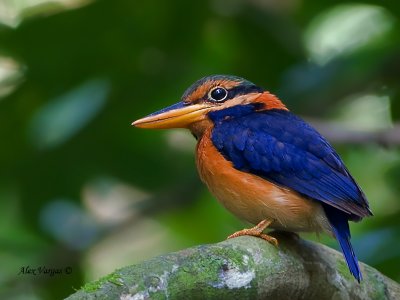 Rufous-collared Kingfisher - male