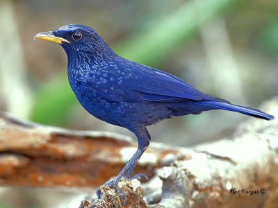 Blue Whistling-Thrush - 2011