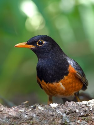 Black-breasted Thrush - male - 2011 - 2