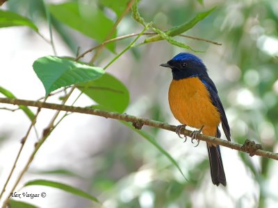 Rufous-bellied Niltava - male - 2011 - 2