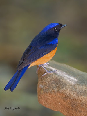 Rufous-bellied Niltava - male - 2011 - 3