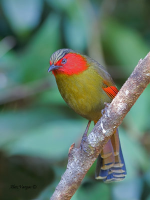 Red-faced Liocichla - 2011
