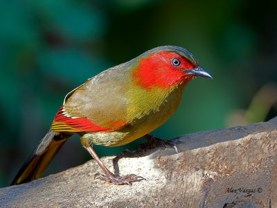 Red-faced Liocichla  --  Sp 265