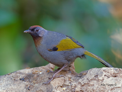 Chestnut-crowned Laughingthrush - 2011