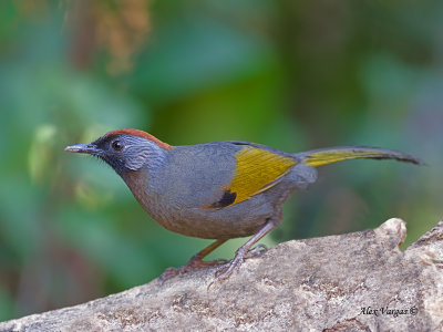 Chestnut-crowned Laughingthrush 2011 - 2