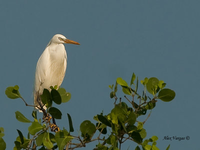 Chinese Egret - sp 339