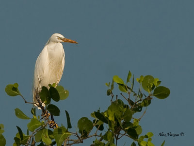 Chinese Egret