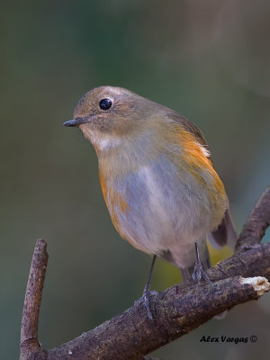 Red-flanked Bluetail - female 2 - 2011