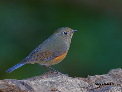 Red-flanked Bluetail - female - 2011