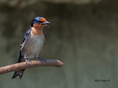 Pacific Swallow