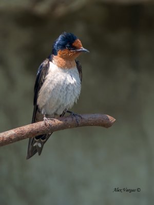 Pacific Swallow - 2