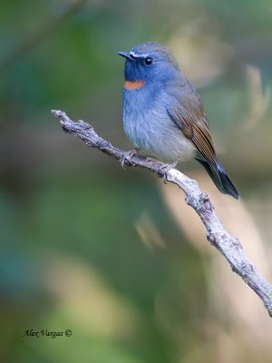 Rufous-gorgeted Flycatcher - male - 2011 - 3