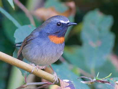 Rufous-gorgeted Flycatcher - male - 2011